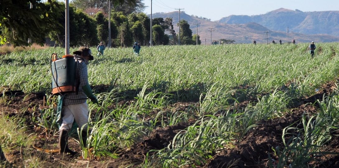 Field worker spraying grass